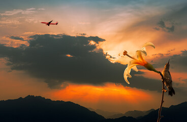 Wall Mural - Colorful sunrise with clouds above mountains,airplane taken off and flower with the bird,  Middle East