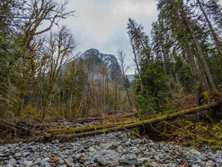 Wall Mural - Fog in autumn fir forest. Fallen logs in the mountains. Pratt River Trail, Snoqualmie region