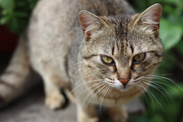 Poster - portrait of a cat