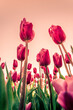 Tulips in field close, birdview, pink
