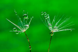 Fototapeta Tulipany - Beautiful shiny dew water drop on dandelion seed in nature macro. Soft selective focus, sparkling bokeh.
