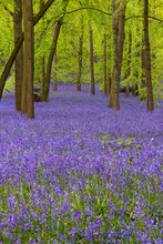 British Forest Full Of Bluebells (Hyacinthoides) Flowers