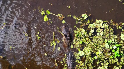 Wall Mural - alligators is hunting for food