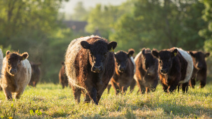 Belted Galloway Saddlebacks on a small farm in Broadwell, Gloucestershire