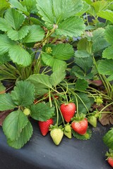 field of strawberry plants with red and green berries #10