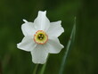 Poet's narcissus (Narcissus poeticus) - close up of white daffodil, Poland