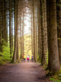 Fototapeta Dziecięca - a group of people keeping fit jogging along a gravel path in the pine tree forest