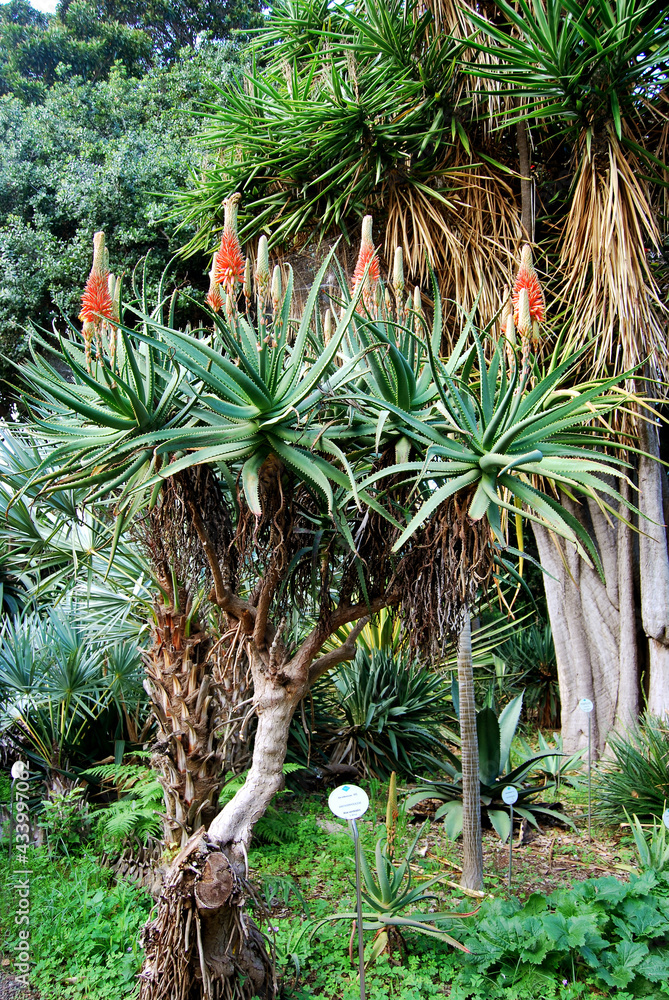 Aloe arborescens. Planta pulpo, acíbar, sábila, aloe candelabro ...