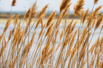 Naklejka na meble Marsh nature background 