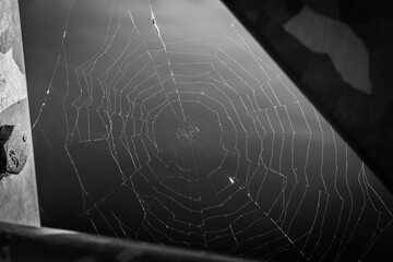spider web with dew drops