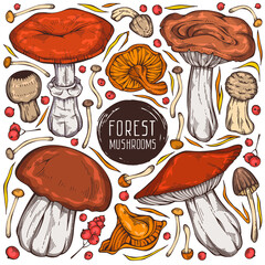 Cute hand-drawn forest set. Colorful vector collection of assorted wild mushrooms, leaves and berries. Can be used for menu design, label, icon, recipe, packaging, web. Creative seasonal design