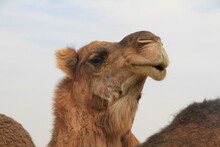 Camel Close-up Face