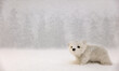 A cute little white polar bear walking in the snow with a forest of trees in the blurred background.
