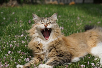 cat with teeth in the grass