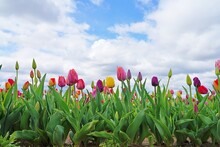 View Of A Colorful Tulip Field With Flowers In Bloom In Cream Ridge, Upper Freehold, New Jersey, United States