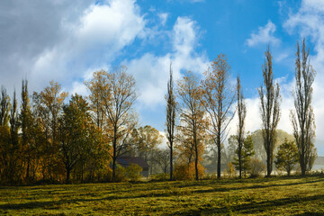 Wall Mural - Big trees line up in autumn and blue sky. And there is a house hiding behind the tree. In the foggy morning Fresh and clear atmosphere in rural Europe.