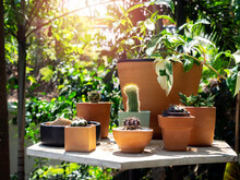 Various Colorful Plant Pots In The Shop.