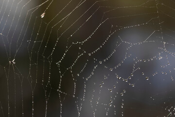 close up shot of spider web with water droplets