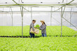 © P Stock - Male and female gardeners are collecting organic vegetables harvested from the Hydroponics vegetable farm.