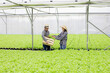 © P Stock - Male and female gardeners are collecting organic vegetables harvested from the Hydroponics vegetable farm.