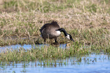 Sticker - Canada goose (Branta canadensis). Natural scene from Wisconsin.