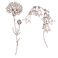 Wall Mural - Wild flowers sketch, black floral line art, cornflower, bluebell, summer flowers illustration