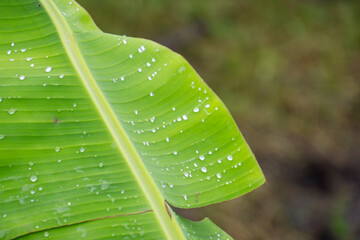 Wall Mural - tropical banana leaf texture, large palm foliage natural dark green background