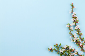 cherry blossom over blue background