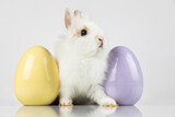 Fototapeta Zwierzęta - Bunny, rabbit and easter eggs