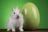 Fototapeta Zwierzęta - Rabbit, Bunny and easter egg