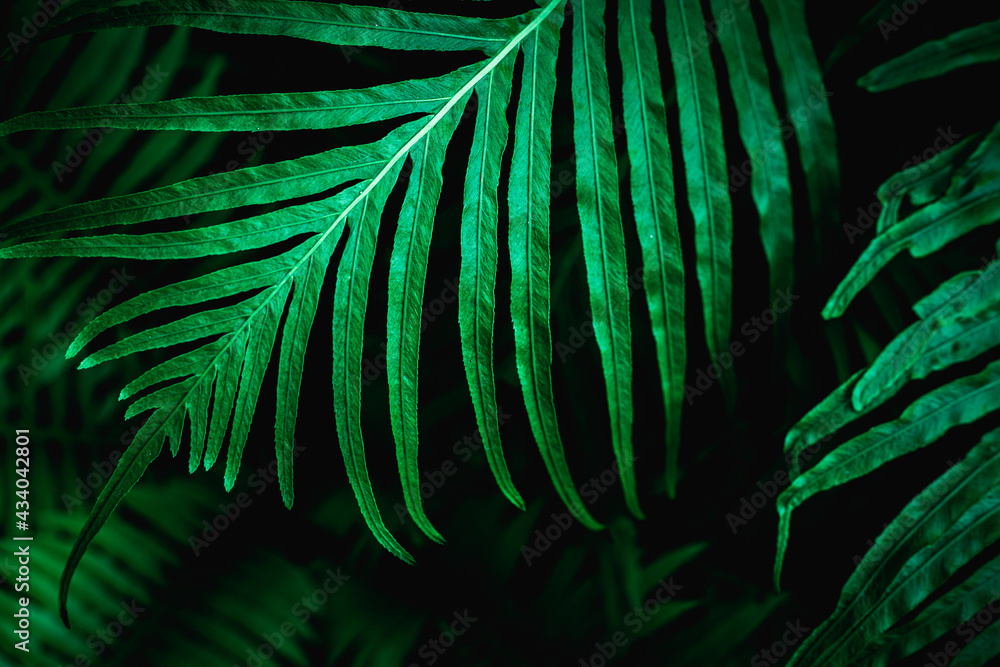 Full Frame of Tropical Leaves Texture Background. tropical leaf - obrazy, fototapety, plakaty 