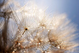 Fototapeta Dmuchawce - Abstract dandelion flower background. Seed macro closeup. Soft focus