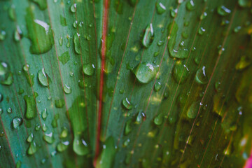 Image of water drop on green leaves after rain