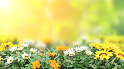 Fotomurales - First spring wildflowers yellow, white and orange Adonis vernalis