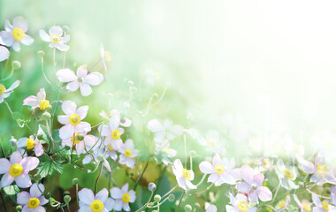 Wall Mural - First autumn Japanese Anemone flower (Anemone hupehensis)