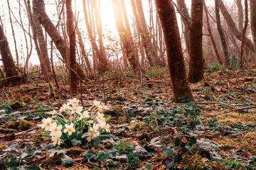 Wall Mural - White flowers grow in a forest. Sun rise time, background in a mist. Nature background. Selective focus. Nobody.
