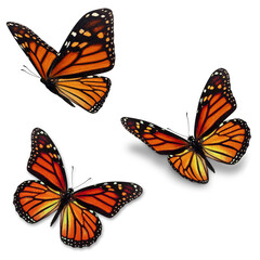 Wall Mural - Three monarch butterfly