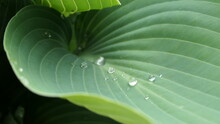 Close Up Of Small Dew Drops On A Hosta Leaf
