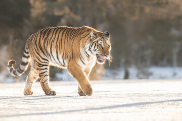 Wall Mural - A beautiful Siberian Tiger on a winter day and amazing warm light. The breath coming out of his mouth, soft tones and everything covered in snow. Endangered mammal which needs our protection.