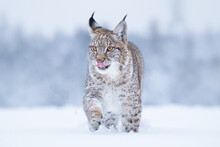 Young Eurasian Lynx On Snow. Amazing Animal, Walking Freely On Snow Covered Meadow On Cold Day. Beautiful Natural Shot In Original And Natural Location. Cute Cub Yet Dangerous And Endangered Predator.