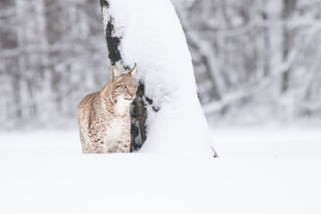 Wall Mural - Young Eurasian lynx on snow. Amazing animal, walking freely on snow covered meadow on cold day. Beautiful natural shot in original and natural location. Cute cub yet dangerous and endangered predator.