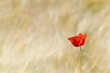 beautiful red poppy blooming in a cereal field