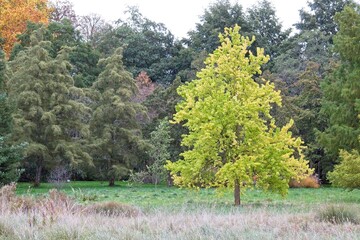 autumn tree in the park