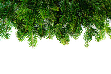 top view of green fir tree spruce branch with needles isolated on white background . pine branch. ch
