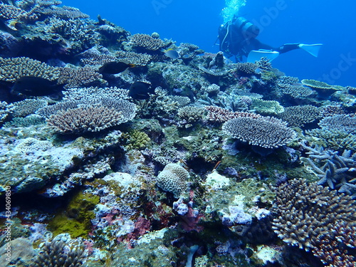 水中 海中 アドビストックのデザイン かべいろ Com おしゃれ壁紙リフォーム貼り替え インクジェット壁紙のかべいろ Com