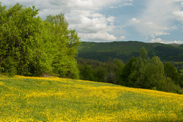 Wall Mural - Meadow with yellow blooming spring flowers landscape