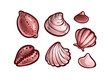 Seashells set. Marine animal shells, cartoon art