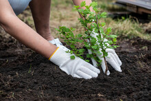 A Girl In White Gloves Is Planting A Gooseberry Bush In The Garden.