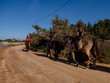 horsemen traveling a green route next to the Estany des Peix, Formentera, Pitiusas Islands, Balearic Community, Spain