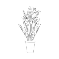 Wall Mural - Line art black tropical potted house plant strelitzia isolated on white background. Stock vector illustration.